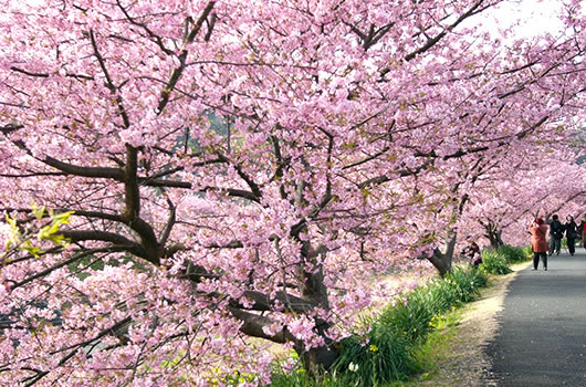 早春の河津桜